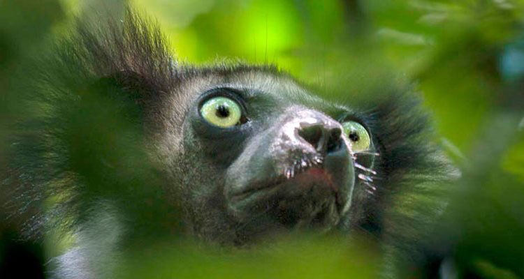 babetta123's tweet photo. Indri dal Madagascar

🌿🌸🌿

Irresistibile con quegli occhioni ! 👀😂😘

#EarthDay #21April2018 https://t.co/mEtbvvrKCH