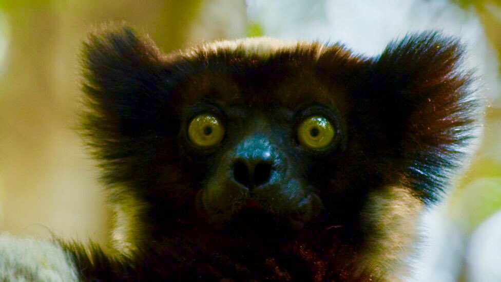 babetta123's tweet photo. Indri dal Madagascar

🌿🌸🌿

Irresistibile con quegli occhioni ! 👀😂😘

#EarthDay #21April2018 https://t.co/mEtbvvrKCH