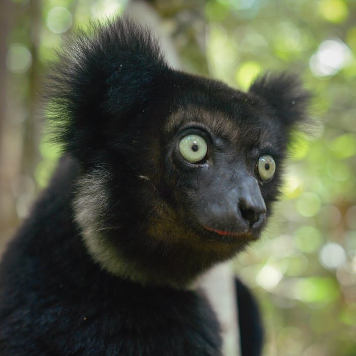 babetta123's tweet photo. Indri dal Madagascar

🌿🌸🌿

Irresistibile con quegli occhioni ! 👀😂😘

#EarthDay #21April2018 https://t.co/mEtbvvrKCH