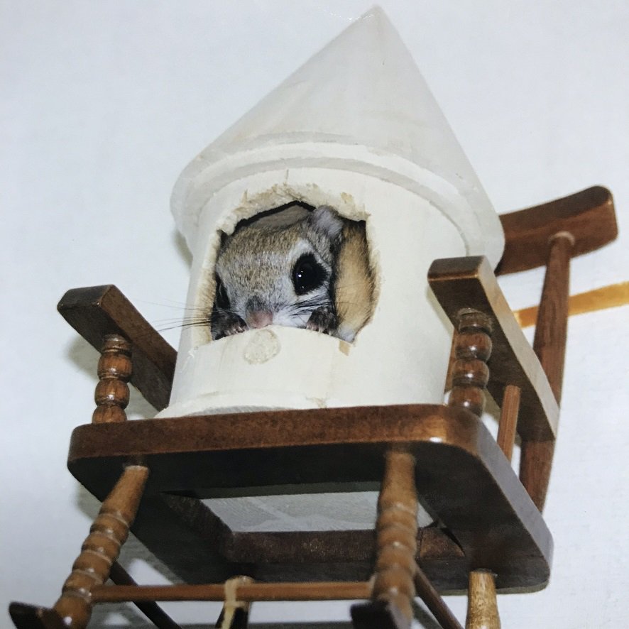 タイリクモモンガ Recherche Sur Twitter Twitter