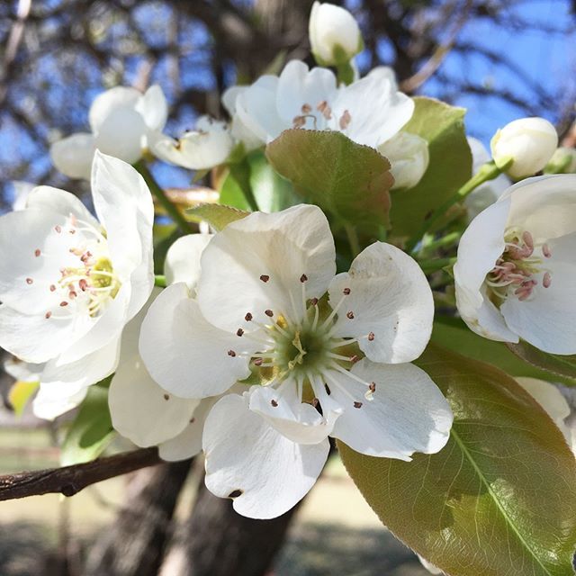 BusyBeingJenn's tweet photo. Hello pretty signs of spring!
.
.
.
#abmhappylife #abmlifeissweet #howyouglow #wandeleurspark e #thehappynow #pursuepretty #abmhappylife #lifeiscolorful #flashesofdelight #calledtobecreative #makemodern #handsandhustle
#creativelifehappylife #makers… https://t.co/XhJSGu9iqW https://t.co/uCUgkqyFqy