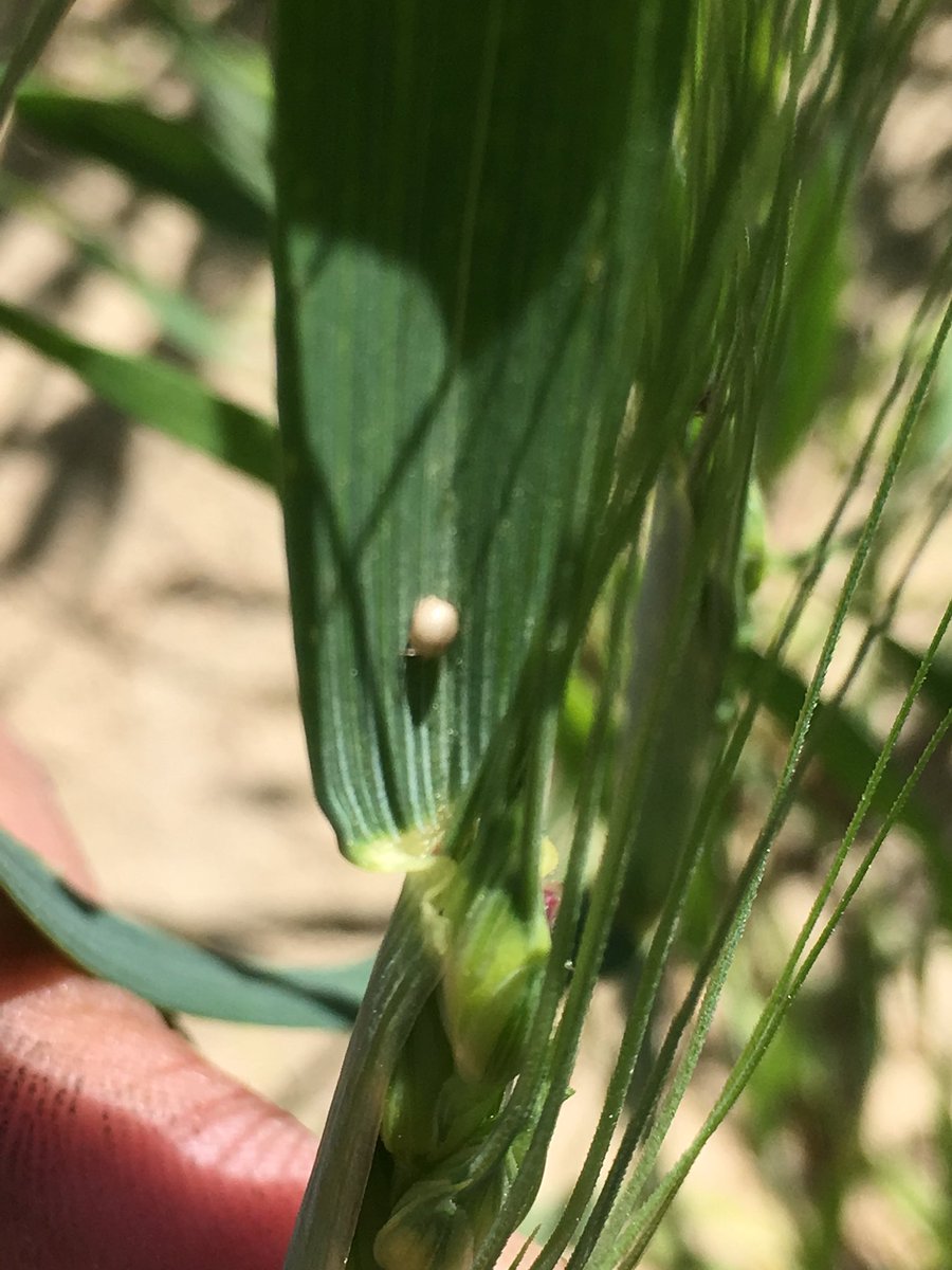 Emily Mueller tweet media