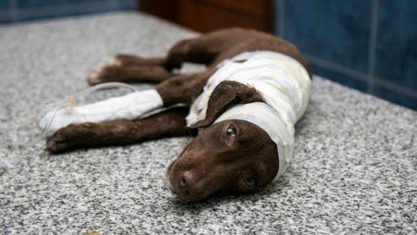 clarincom's tweet photo. Tiene fecha el juicio oral al peluquero acusado de despellejar vivo a Chocolate https://t.co/YNiMLIB81P https://t.co/lYsv7uoaaZ