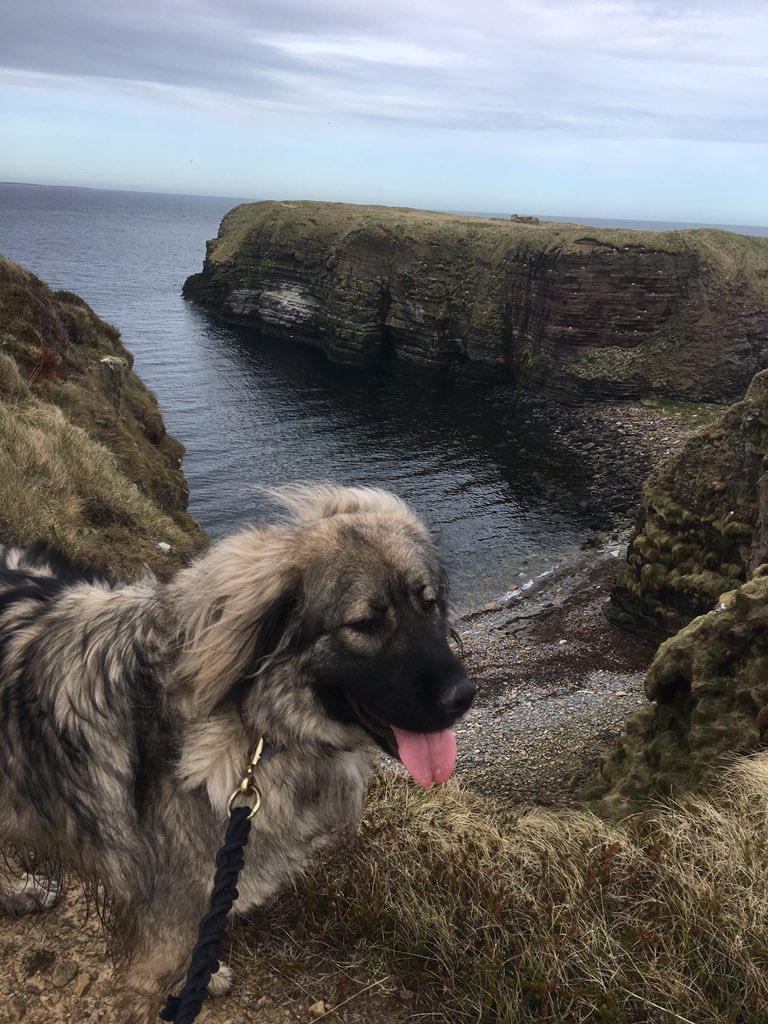 NavajoBirdsong's tweet photo. #Boudha’s is all this afternoon #mullhead #deerness - almost literally on my doorstep! #spoilt for choice! https://t.co/3IukaoQq1T