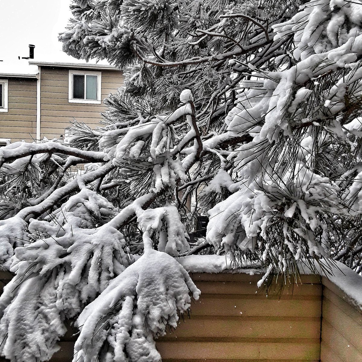 Seriously, Colorado? #coloradoweather #april21 #iwantspring