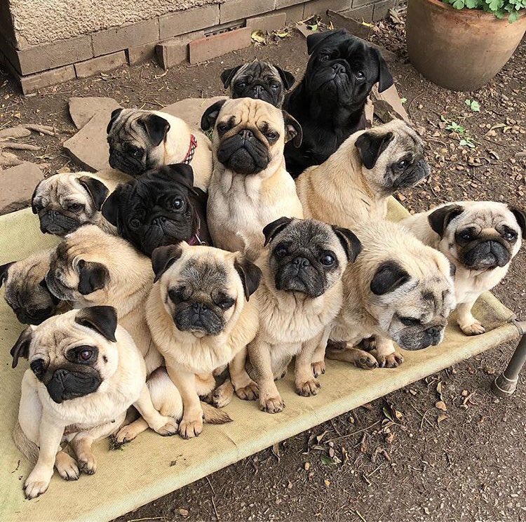 Lovelypuppies_'s tweet photo. Oh my gosh 😍 https://t.co/LbmkeV9bKJ
