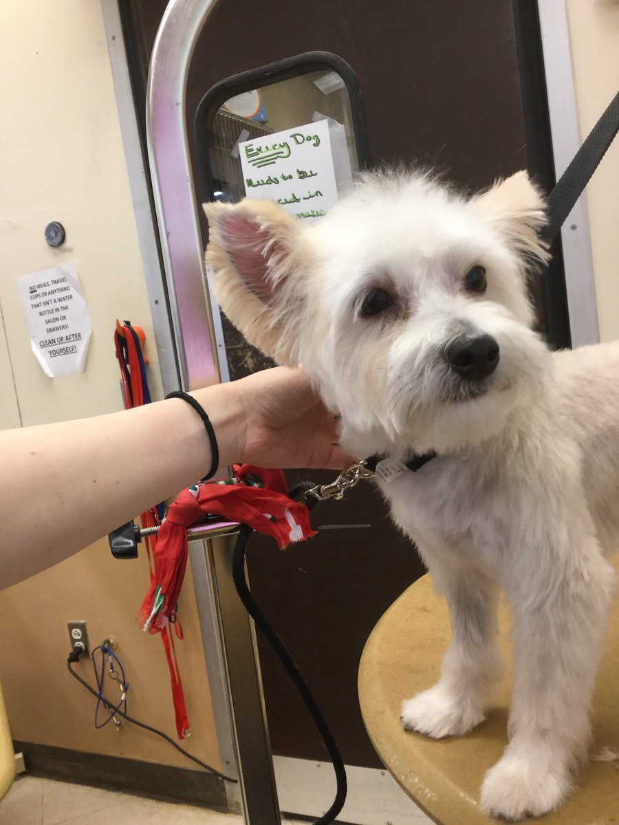 #0733 #NortheastGrooming #ExtremeMakeover #NYC Groomer:Emily Marcoux. Category: Extreme Makeover.