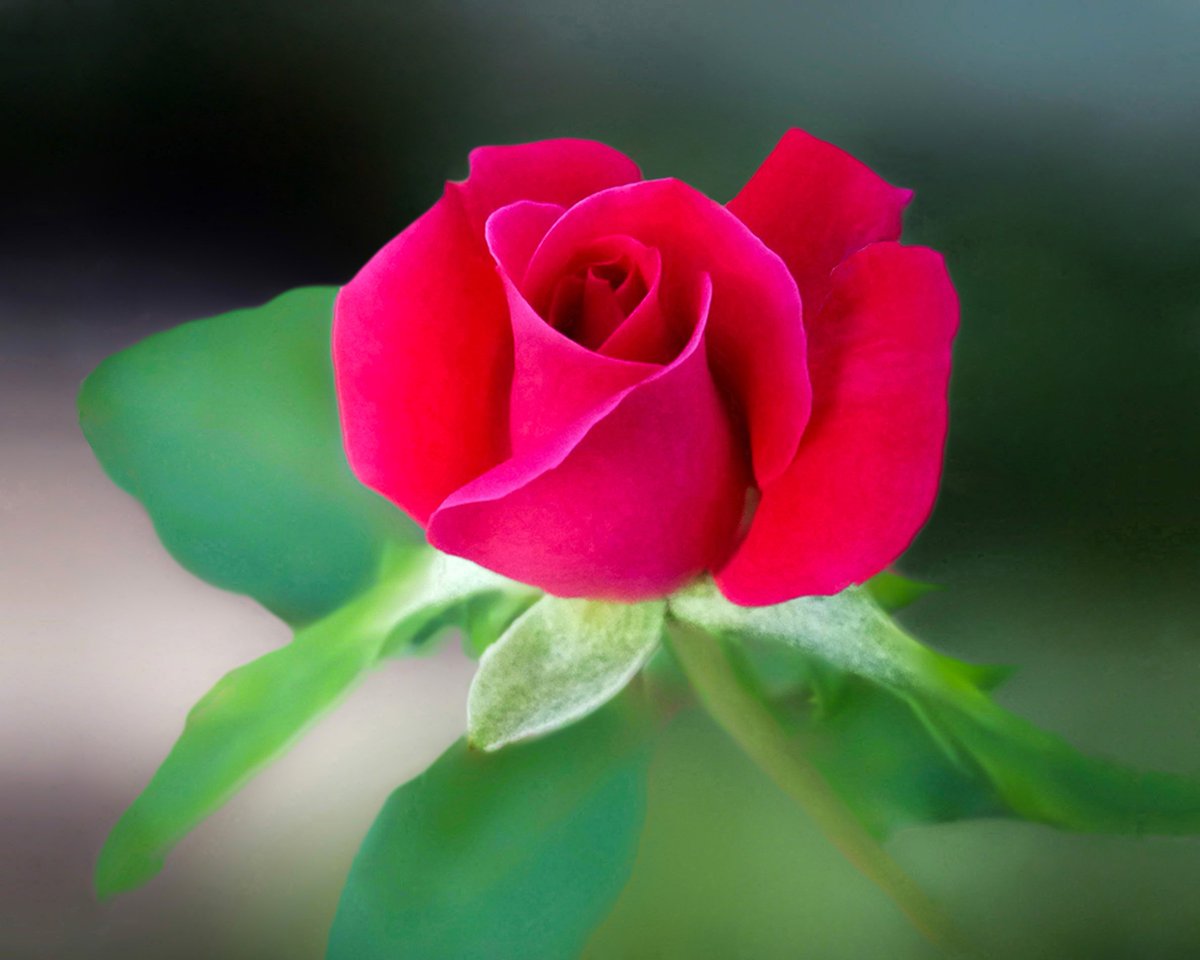 HasanJess5432 tweet picture