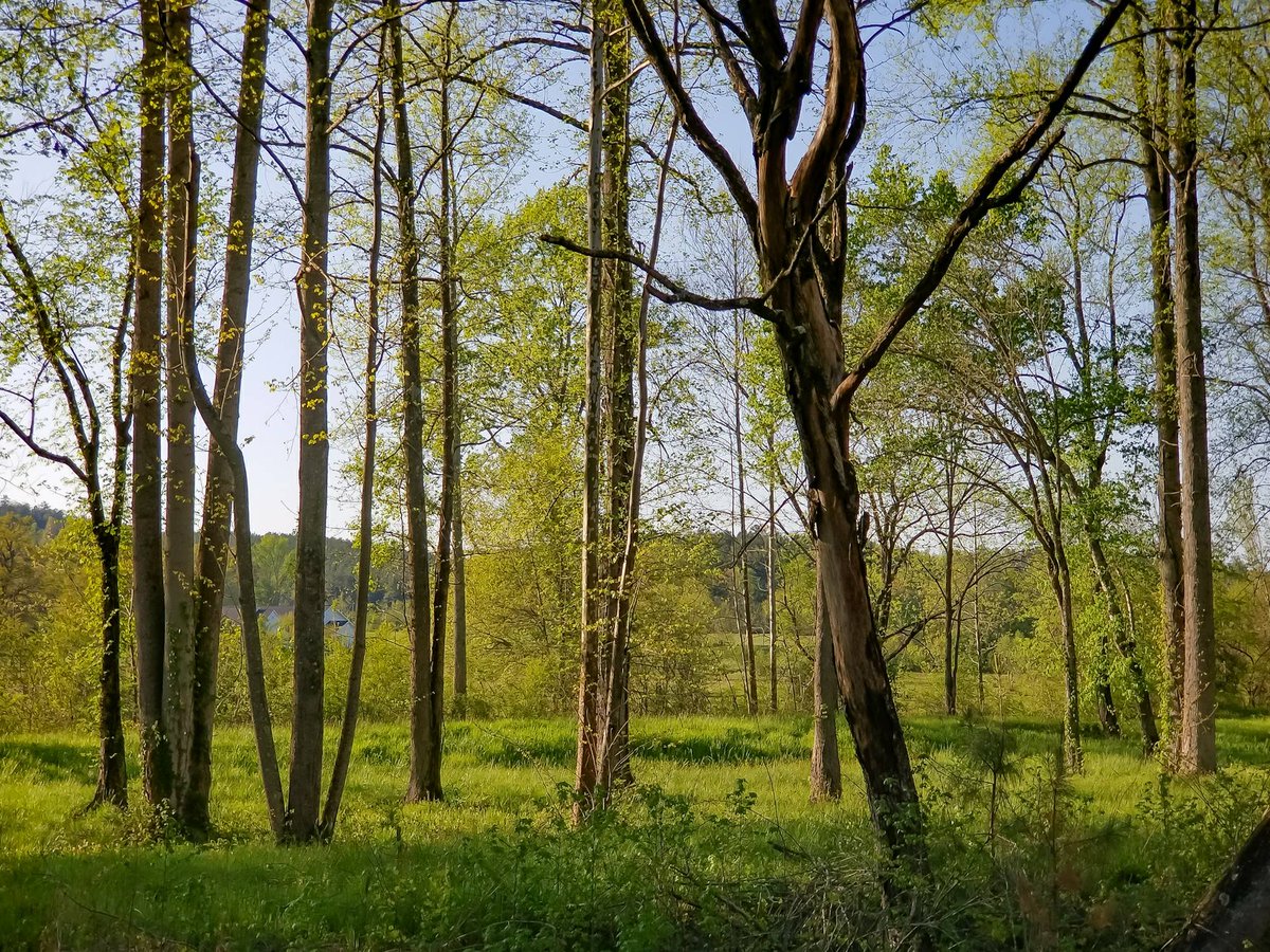 JazeLens's tweet image. Took a pitstop in the county-side to get a snapshot of this moment of nature...

#LithiaSprings #UnitedStates #Georgia #wood #landscape #tree #nature #rural #leaf #season #park #scene #grass #scenery #countryside #environment #scenic #sun #outdoors #growth #flora