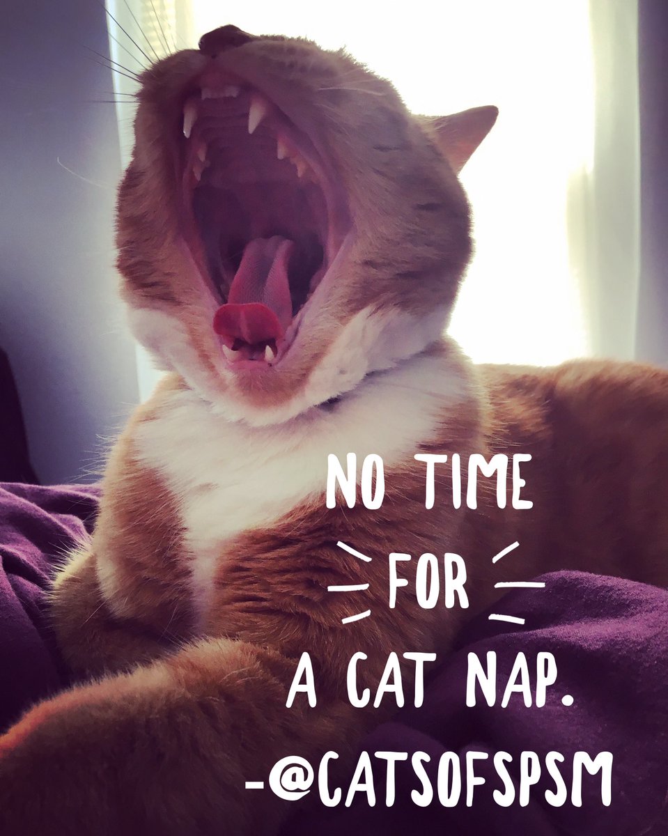 CatsofSPSM's tweet photo. No time for a cat nap! So much great content still on the afternoon schedule. Take a stretch or have some caffeine, and show some love to the Saturday late day sessions!! #AAS18 https://t.co/5uKGDKbqqf
