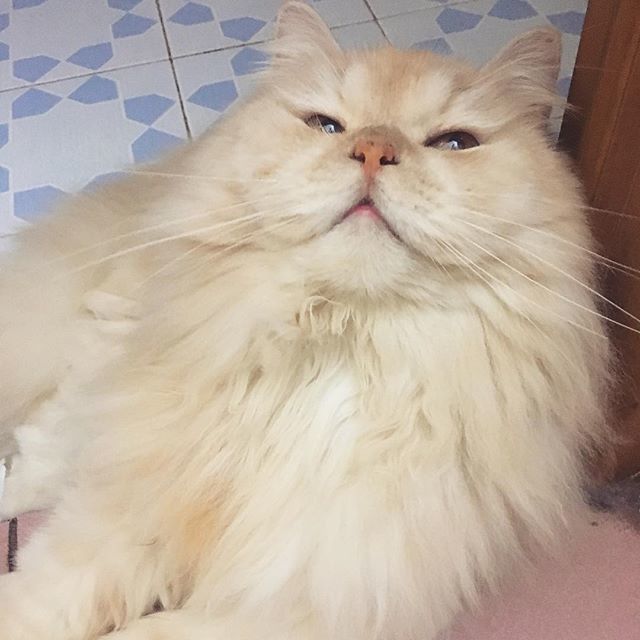 meepothecat's tweet photo. When you have a good caturday 🦁😽🤣❤️
.
.
.
.
​#meepocat #cat #cats #catsofinstagram #catstagram #cute #kitten #topcatphoto #adorable #catlover #bestmeow #gato #meow #fluffy #instacat #petsagram #kawaii #catoftheday #ilovemycat #catlovers #we_love_… https://t.co/CXUPapSA0b https://t.co/SvCxPn9ltz