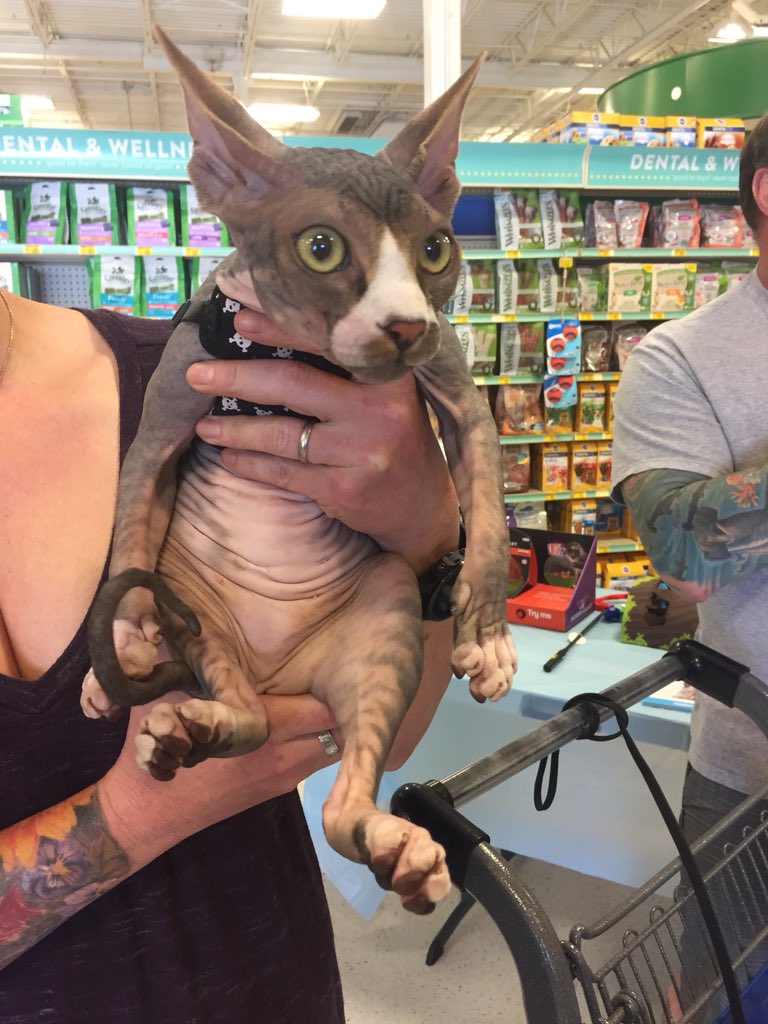 1171Petsmart's tweet photo. Celebrating #caturday at our world of cats event! @PetSmartAE #petsmartevents #petsmartparties https://t.co/cGuZ0OLKdW