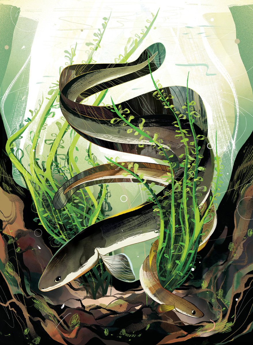 CWF_FCF's tweet photo. The American Eel often gets mistaken for a snake, but it's actually a fish. And it's a really important species that's disappearing in Ontario. Learn more: https://t.co/ygE5vU40r4 #WorldFishMigrationDay #HelpTheEels https://t.co/nxX4r1hgbz