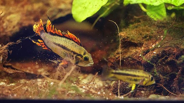 KasiaPetKeeping's tweet photo. More photos of these lovely fish.. just doing fish things. 
#freshwaterfish #apistogrammacacatuoides #fire #natureathome #nature_lovers #chitown #chicago #chicagogram #fishtank #nature #saturday https://t.co/Lm3ap6o9fq https://t.co/xXoEMNHtmq
