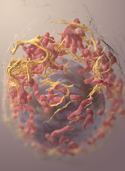 GIRCOR's tweet photo. #Mélanome #souris: deux médicaments au stade préclinique stimulent les #lymphocyteT contre les #tumeurs avec perte du gène suppresseur de tumeur #PTEN https://t.co/pboKlHXcYE #OX40 #GSK2636771 https://t.co/Y1eyC39JGM