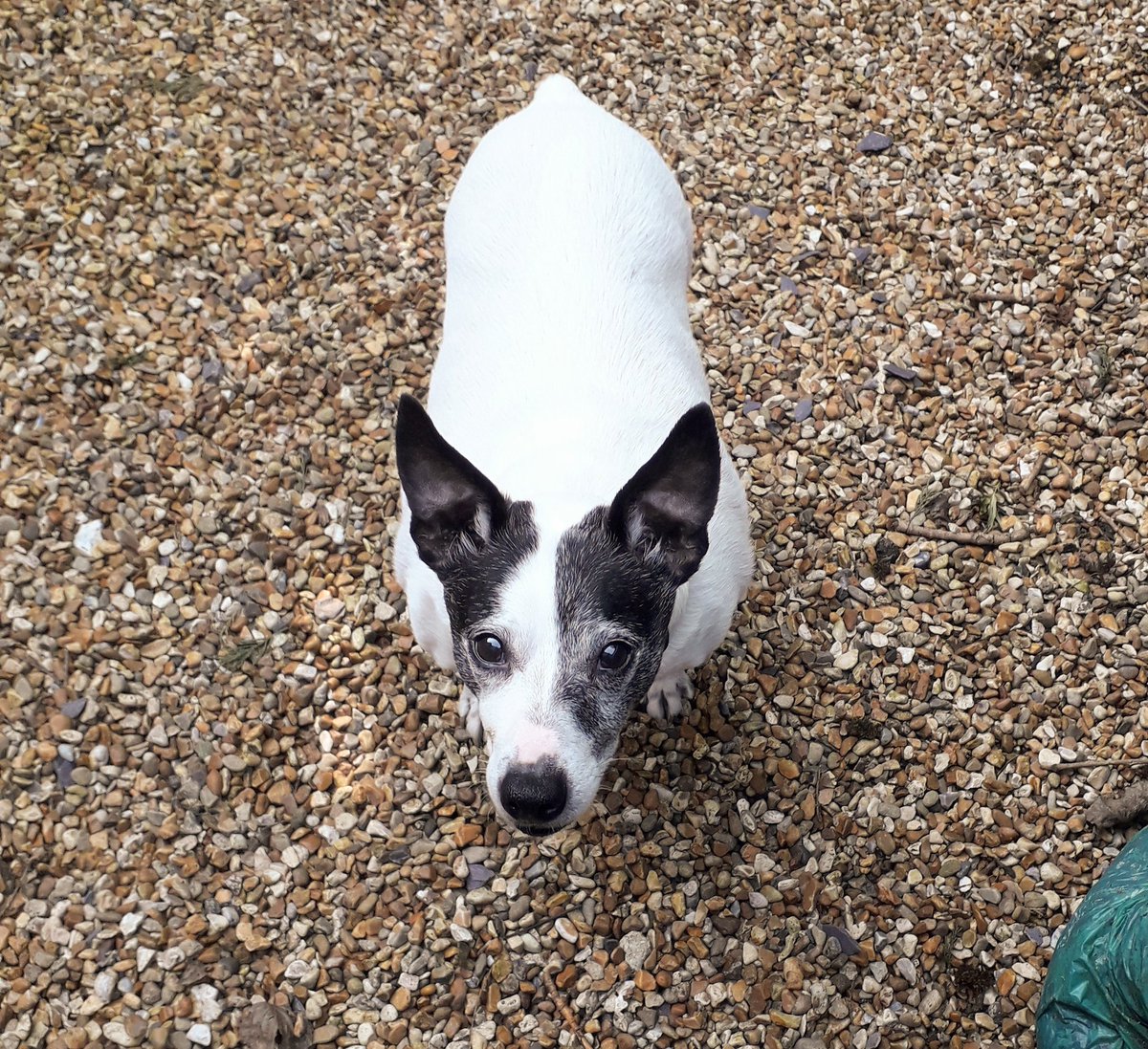 What time is the BBQ  ^..^ !?!
#sunnyevening #DogsOfTwitter @dogcelebration #peckish #Dogs