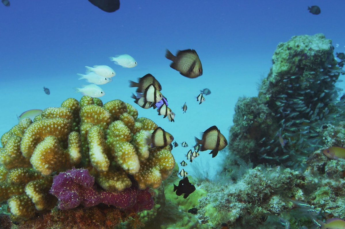 Okinawa, Japan is becoming a scuba diving hotspot with abundant marine life and dive sites rivaling those of other iconic dive destinations => ow.ly/ZITa30jA1os via <a href="/sportdiver/">Sport Diver Magazine</a> #Okinawa #Japan #diving #adventure #VisitJapan