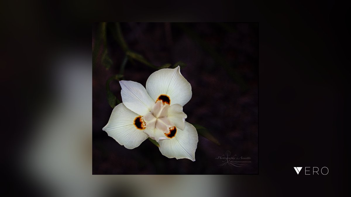 BeechTreePhotog's tweet image. All by herself in the corner. .
#easyart#artprints #macro_perfection #macro_flower 
#walldecor#artforthewall#interiors #floral #floralphotography #flowers #flowersofinstagram #nature#tothetrade#naturephotography#flowerphotography#fineart… @VeroTrueSocial