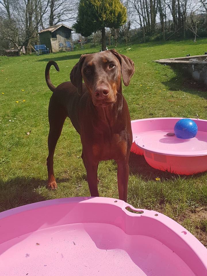 Grabs1's tweet photo. A super sunny Saturday with my boy #dobermann https://t.co/ZqWR9vBVHw