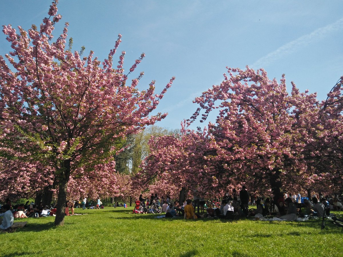 BenjaminGranjon's tweet photo. #hanami au #parcdeSceaux au pied des cerisiers du #Japon en fleurs
@SceauxMP @hautsdeseinefr https://t.co/FwMQZNMI7F