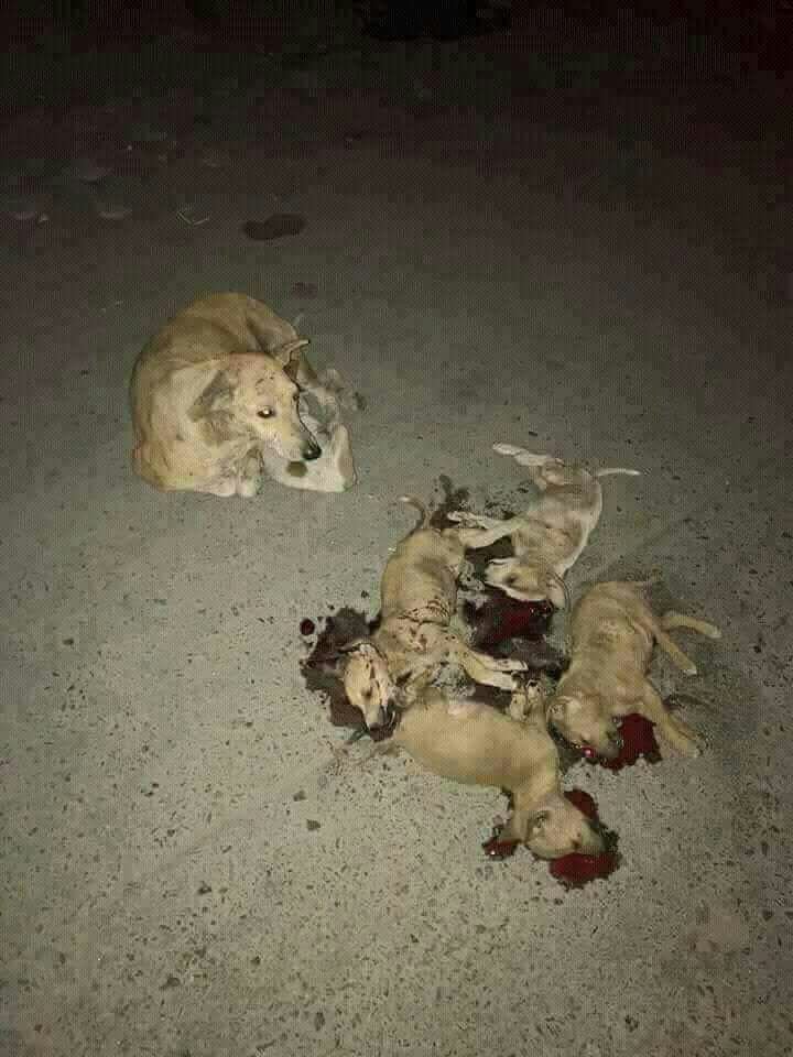 #الانسان لا #انسانيه
قساوه البشر، وحزن الام على كلابها الصغار وعيونها الصامته. توحي بانها تنتظر رد الله لياخذ بحقها من البشر قريبا.

عندما يتجرد الانسان من الانسانيه تصبح الامور هكذا