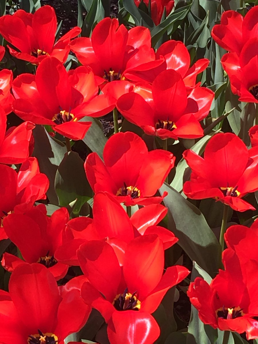 life__of__brian's tweet photo. The middle of the flower is just a flower penis https://t.co/bpLTdHEM6l