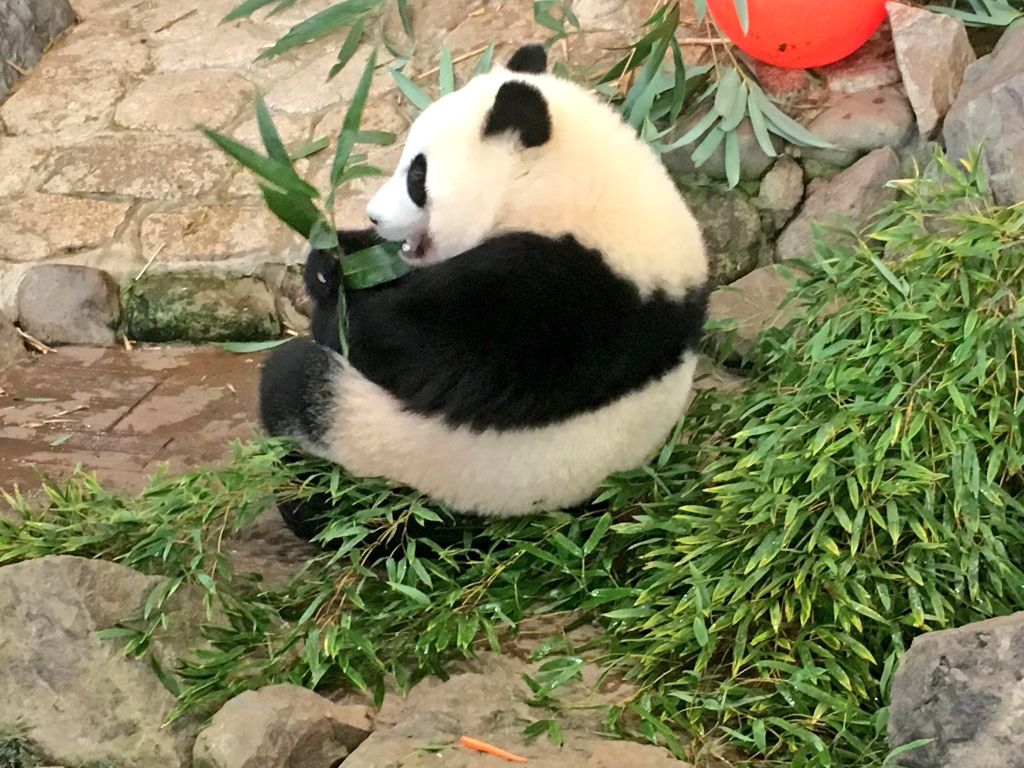 Twitter 上的 まるこ 2月の結浜 後ろ姿も横のシルエットも むっちりかわいい パンダ 結浜 アドベンチャーワールド T Co 9e1i4unjad Twitter