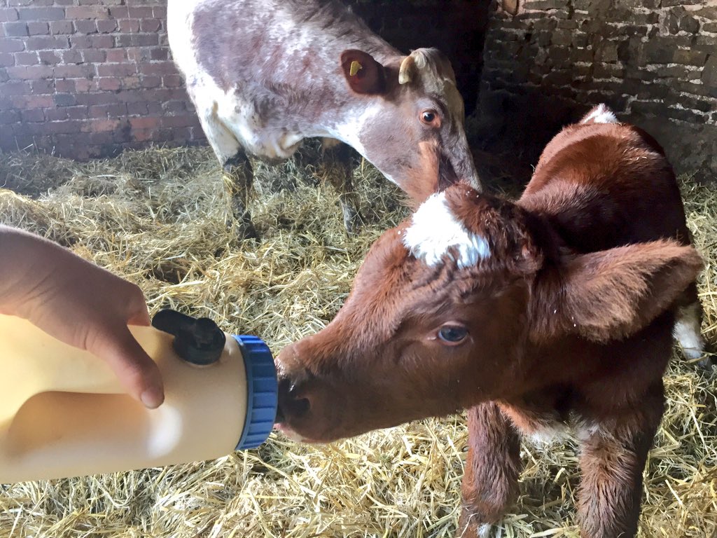AbiReader's tweet photo. Getting #colostrum down a new born in first 6 hours is vital ππππΌ
#colostrumgold
#shoutaboutdairy
#teamdairy https://t.co/VZhg3fkV5Y