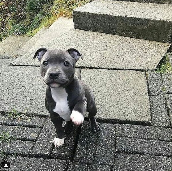 PitLoveOfficial's tweet photo. This puppy greets you 😆🤣😋

@LabsAndPitBulls #pitbullsaresafe #Pitbulls https://t.co/Lb0wFm5WDt