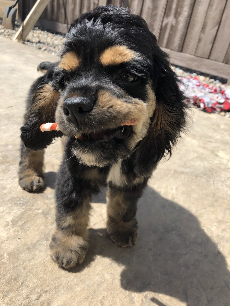 MinkeNatalie's tweet photo. So much ear. So little dog.😍🐶👂🏽 https://t.co/QmsONiNmyl