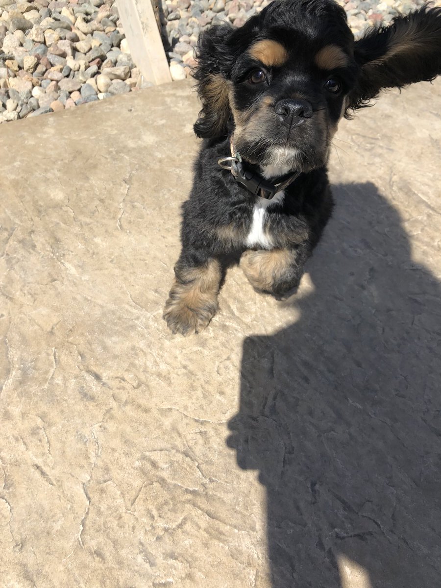 MinkeNatalie's tweet photo. So much ear. So little dog.😍🐶👂🏽 https://t.co/QmsONiNmyl