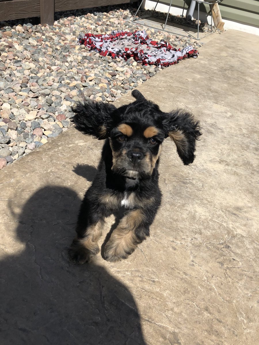 MinkeNatalie's tweet photo. So much ear. So little dog.😍🐶👂🏽 https://t.co/QmsONiNmyl