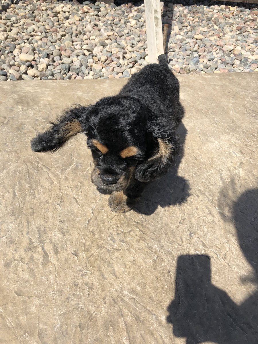 MinkeNatalie's tweet photo. So much ear. So little dog.😍🐶👂🏽 https://t.co/QmsONiNmyl
