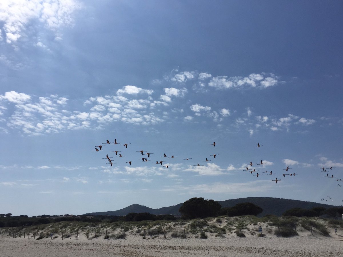 Giovanni Sedda tweet media