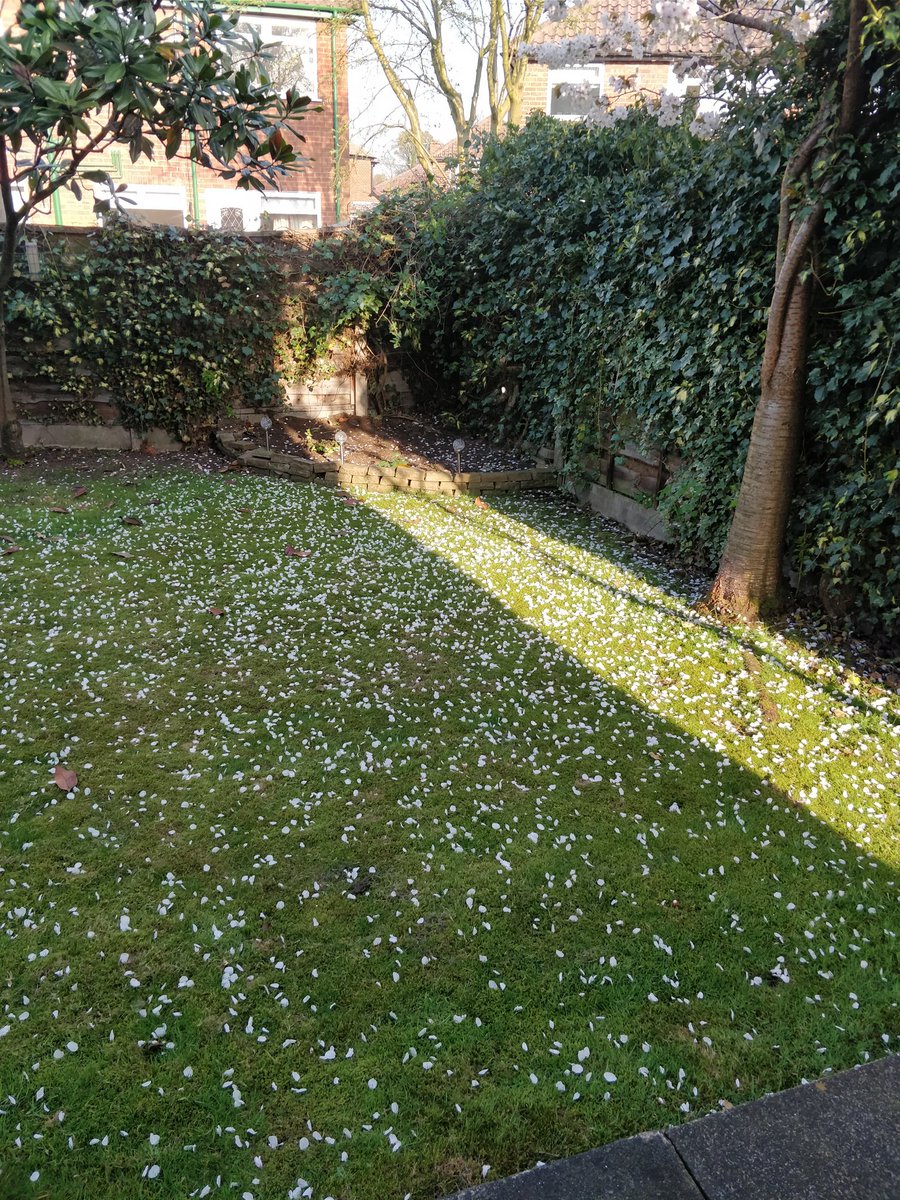 Fucking blossom trees #FirstWorldProblems