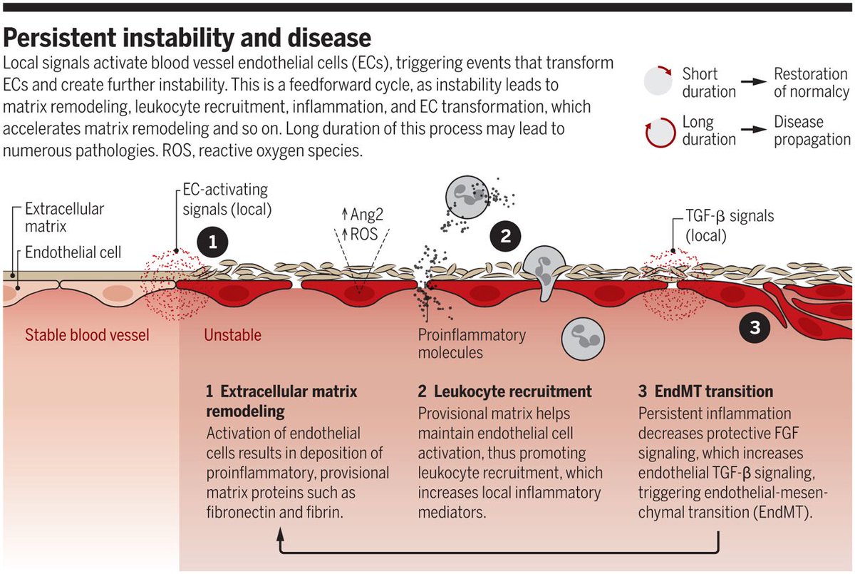 ScienceMagazine's tweet photo. Unresolved vascular remodeling, recent research finds, may be a key element of virtually all vascular diseases: https://t.co/PG9betk4Ko https://t.co/02zCH47KSV