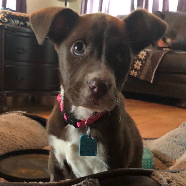 Welcome #tigerlily to the @countryroadsanimalrescueok family. She is approximately 10 weeks old and as sweet as can be!  She is such a good little girl! #parvosurvivor #rescuedismyfavouritebreed #savethemall #onebyonelashes #untiltherearenone #fureverhom… ift.tt/2F3BZAI
