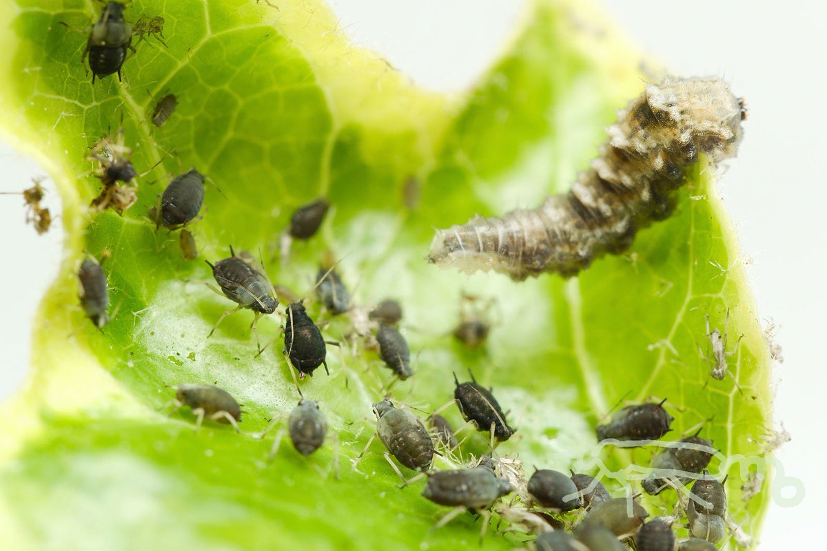 Mouuuusa アイビーにたくさんいるアブラムシを食べ放題のクロヒラタアブの幼虫です ４コマ風にしてみました