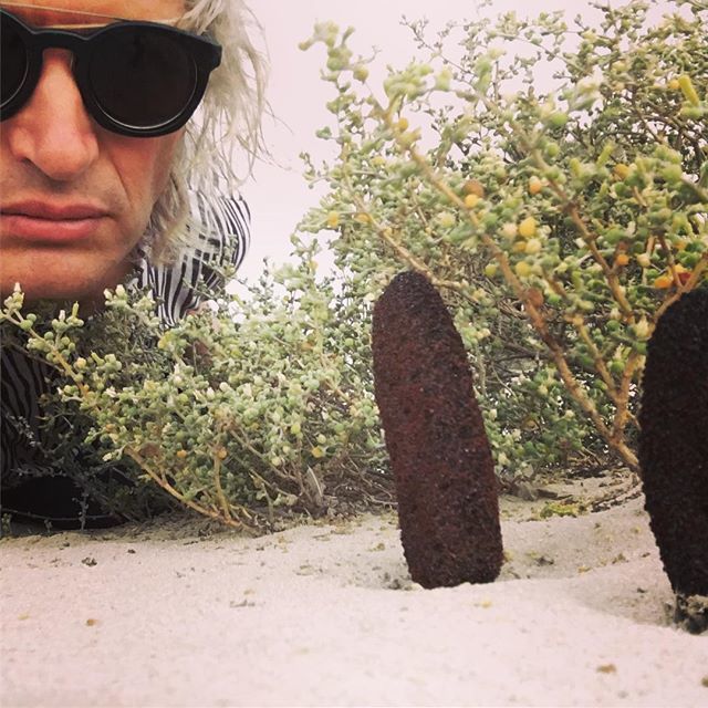 JosephSimcox's tweet photo. The mysterious “Tartooth” I last ate them after digging fresh stems out near Abu Dhabi. UAE. They taste like astringent slightly sweet crisp wintergreen flavored celery without the celery taste! #explorewithjoseph https://t.co/wLDFQPzWIL