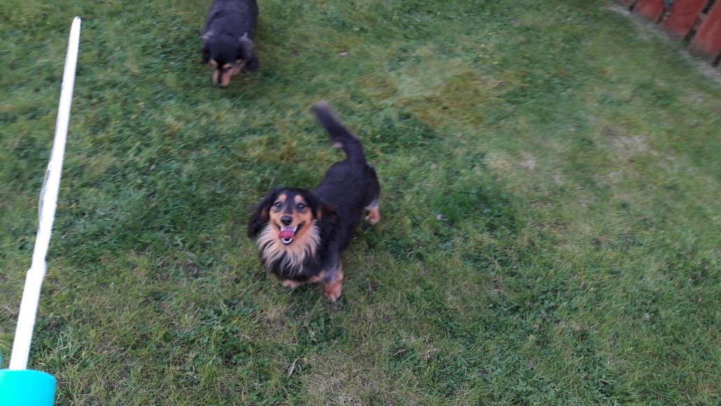 BelfastMarrow's tweet photo. Time for the #MarrowDogs' favourite reward for helping with photos - chasing bubbles in the sun! https://t.co/xvBkx7pbwM