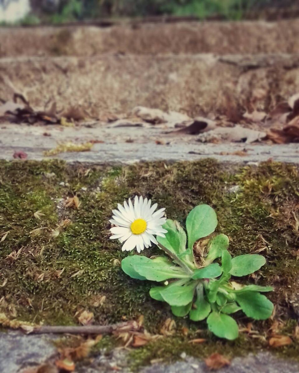 #daisy #white #yellow #green #alone #earth_exclusive #earthpix #earth_shotz #great_captures_nature #nature_greece #whywelovenature #earthfocus #bns_nature #spring #april #newborn #instalifo #potd📷
instagram.com/p/Bh10xTDnYTa/…