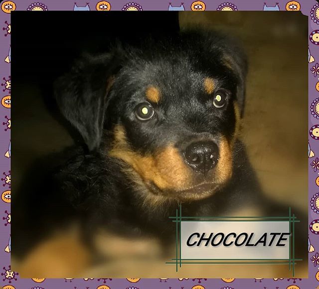 hausedersterne's tweet photo. Sweet Like Chocolate #hausedersternerottweilers #hausedersterne #rottweilersofinstagram #rotweiler #rottypup #rottweiler #rottweilerpuppy #rott #puppies #Puppy #pup #puppy #puppiesofinstagram https://t.co/YpWkDbP1sG https://t.co/ybTo2FCnsw https://t.co/i0HK5YQlqa