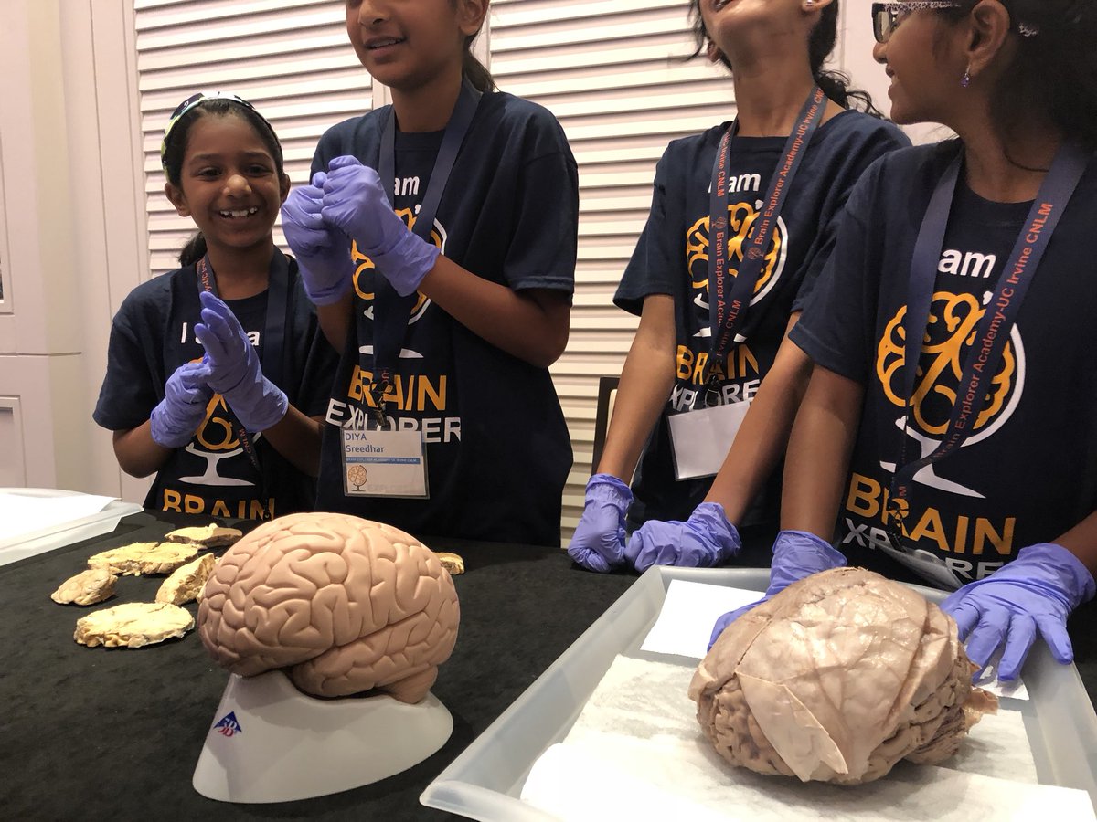 haukeren's tweet image. Young #BrainExplorers @LEARNMEM, terrific outreach activity. #LEARNMEM2018