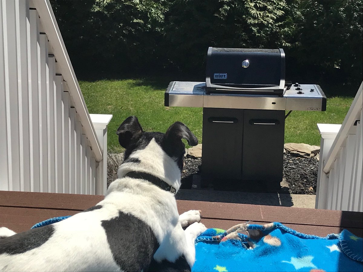denpire's tweet photo. @WeberGrills ...waiting...#bbq #BBQLife #doglovers #burgerforthedog https://t.co/3d56UHVKDs