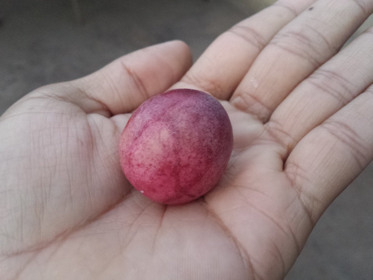 ZaidAlvarez7's tweet photo. ¿Conocen esta fruta? Se llama icaco. A mí particularmente me gusta en dulce, otros prefieren la fruta como tal. Su color es hermoso y llamativo. Los invito a probarlo.
Esto representa a Venezuela.

Volvamos al campo, donde se cultiva la vida.

#PetroInnovaciónYFuturo https://t.co/fKRDyiSGaJ