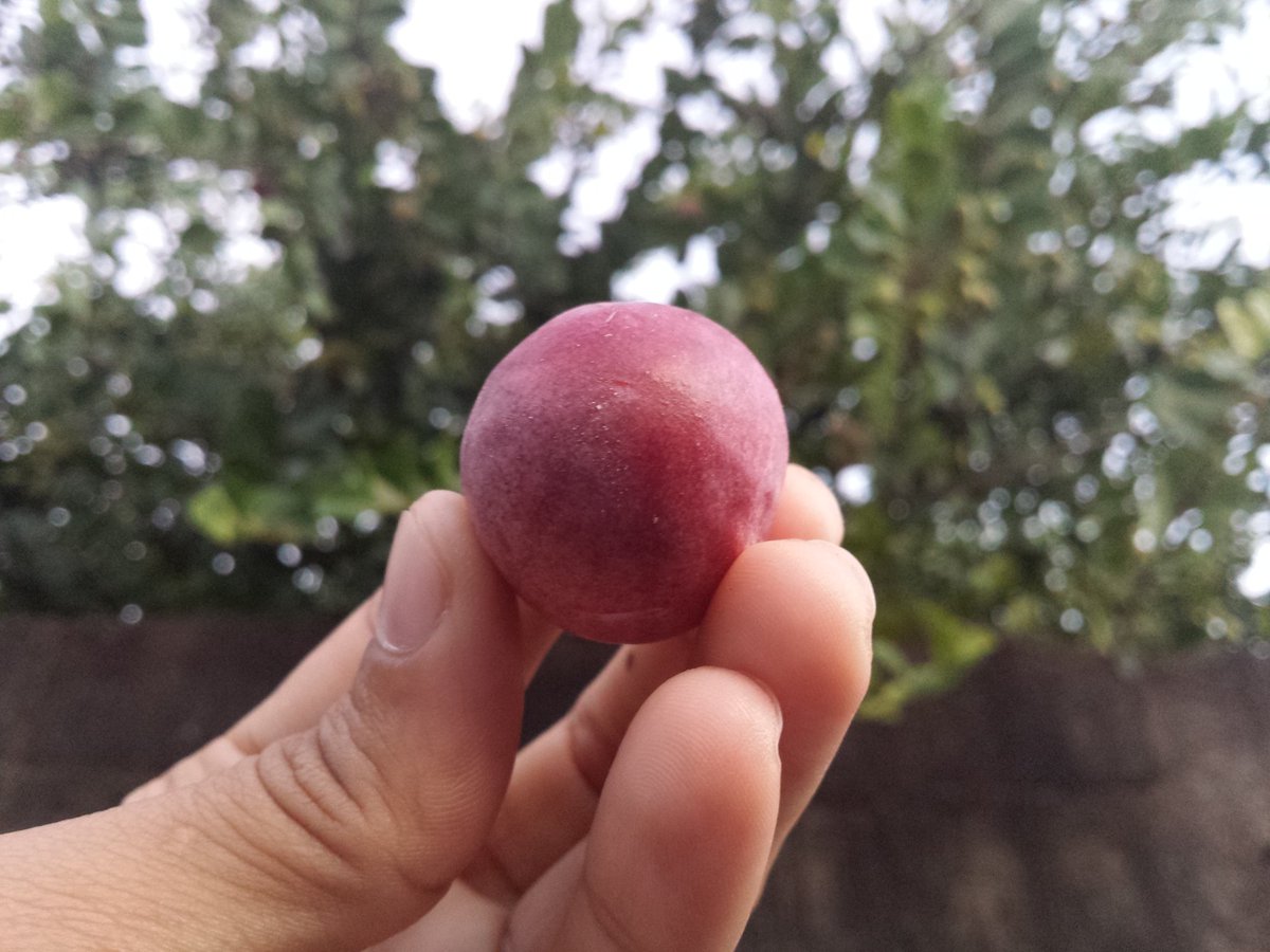 ZaidAlvarez7's tweet photo. ¿Conocen esta fruta? Se llama icaco. A mí particularmente me gusta en dulce, otros prefieren la fruta como tal. Su color es hermoso y llamativo. Los invito a probarlo.
Esto representa a Venezuela.

Volvamos al campo, donde se cultiva la vida.

#PetroInnovaciónYFuturo https://t.co/fKRDyiSGaJ