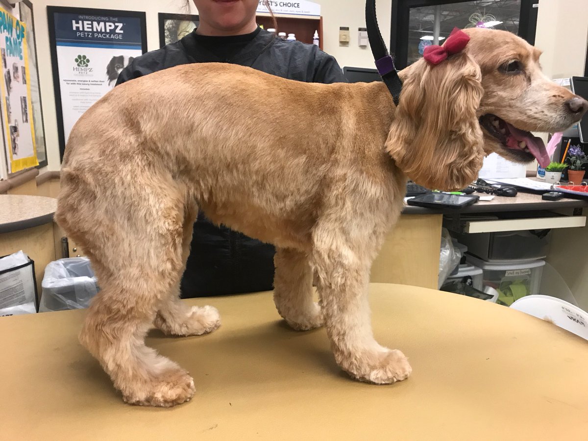 Breed specific cocker cut done by Amy! #Northeastgrooming #enj #0576 #before_and_after #cockerspaniel