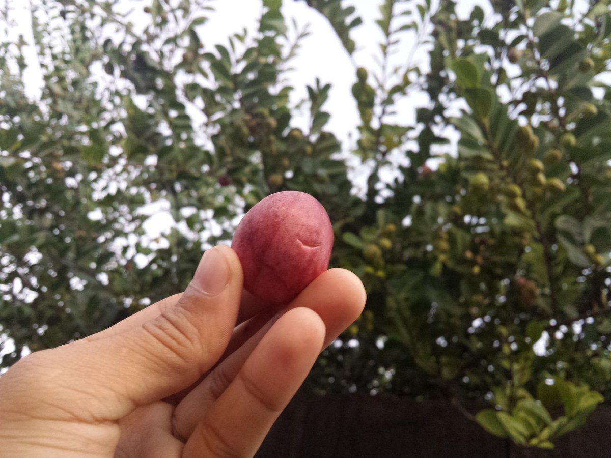 ZaidAlvarez7's tweet photo. ¿Conocen esta fruta? Se llama icaco. A mí particularmente me gusta en dulce, otros prefieren la fruta como tal. Su color es hermoso y llamativo. Los invito a probarlo.
Esto representa a Venezuela.

Volvamos al campo, donde se cultiva la vida.

#PetroInnovaciónYFuturo https://t.co/fKRDyiSGaJ