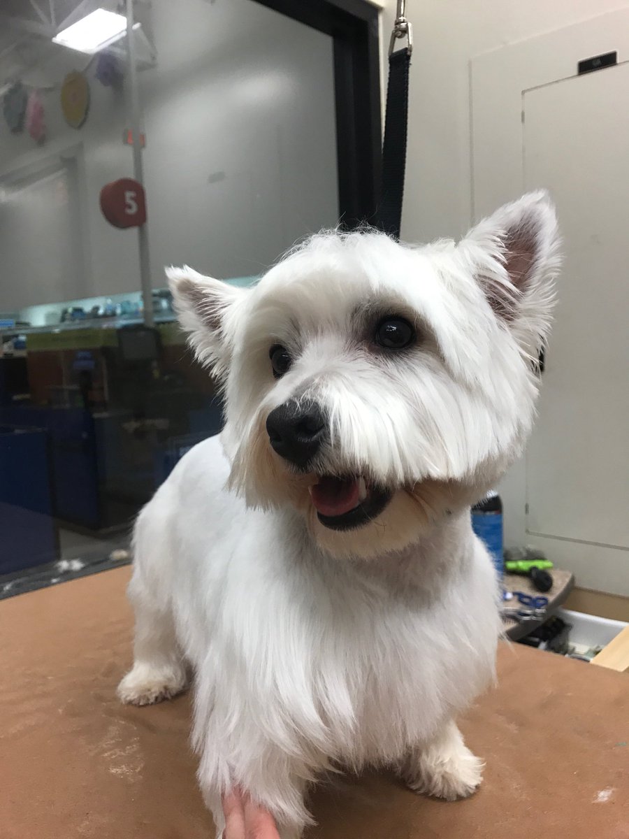 Breed specific westie cut by Shannon. #Northeastgrooming #enj #0576 #westiecut #grooming