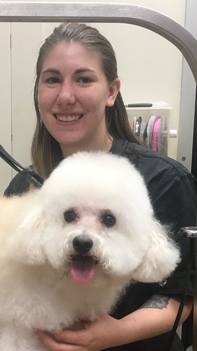 Breed specific bichon by Shannon #Northeastgrooming #enj #0576